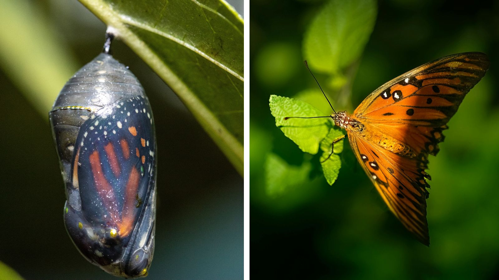 O que a Bíblia diz sobre transformação? Entenda o poder da mudança espiritual